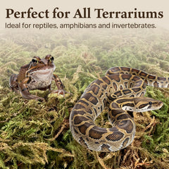 Quality Growers Habitat Life: superficie suave para exploración segura en terrario.