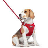 Arnés Rabbitgoo con diseño paso en vest para paseos fáciles.