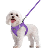 Arnés Rabbitgoo para perros, paso a entrar, cómodo y práctico para paseos diarios.
