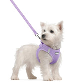 Arnés Rabbitgoo para perro pequeño, cómodo y fácil de colocar, ideal para paseos