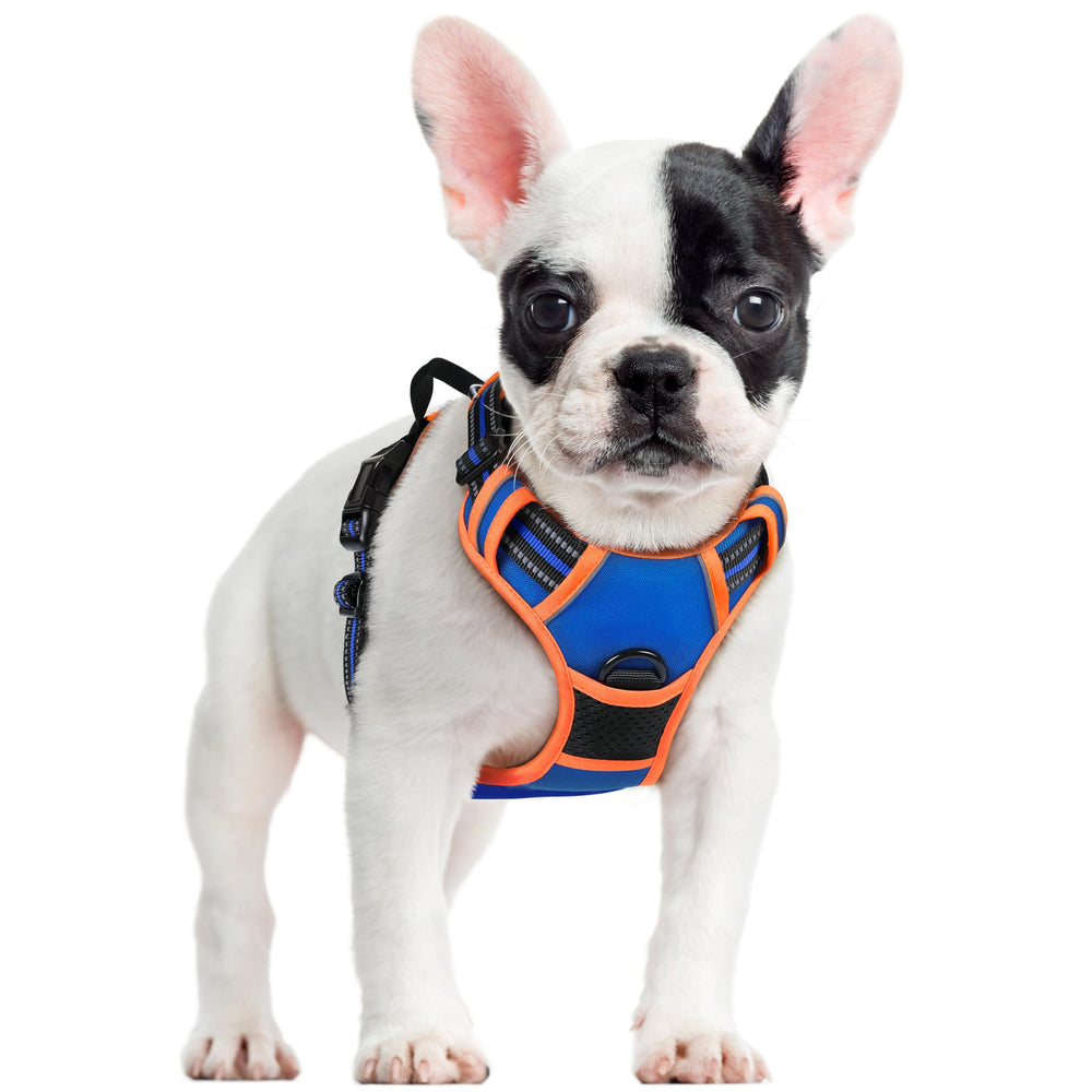 Arnés Rabbitgoo completo para perros pequeños, paseos sin tirones.