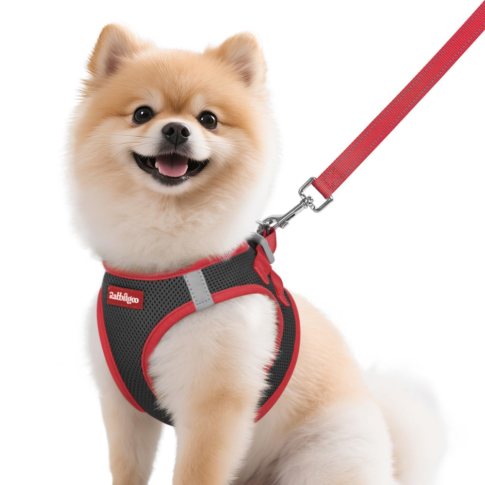 Arnés rabbitgoo para perro pequeño con panel tapado y malla transpirable.