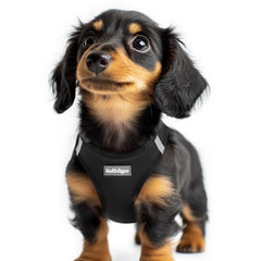 Arnés Rabbitgoo XXS en paso a través, cómodo y sencillo de poner.
