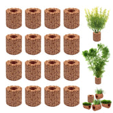 Rainmae anillo fijo para planta acuática cerámico, fijación estable para crecimiento