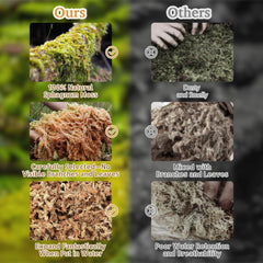 Riare musgo sphagnum natural, recomendado como sustrato para terrarios y anfibios