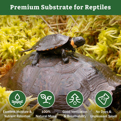 Riare musgo sphagnum premium, ideal como sustrato en terrarios.