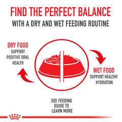 Royal Canin Boxer Adult, porción en plato que apoya una comida rápida y sabrosa