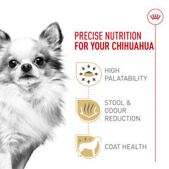 Perro Chihuahua adulto comiendo en tazón con alimento seco Royal Canin