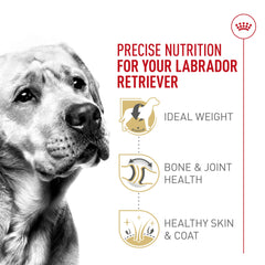Control de calorías y grasa para Labrador adulto de Royal Canin