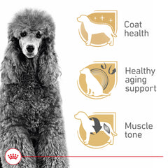 Royal Canin Poodle envejecimiento-saludable antioxidantes para vitalidad madura
