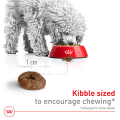 Royal Canin croquetas crujientes que se ablandan fácilmente con agua para masticación suave.