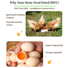 SANSECT larvas para aves de corral con alto contenido de proteína.