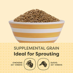 Scratch and Peck grano entero para una dieta equilibrada de aves