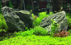 Seachem Flourish Tabletas indicadas para aplicación en grava de acuario