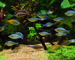 Seachem Pristine mejora la claridad del agua reduciendo nutrientes para el hábitat de acuario.