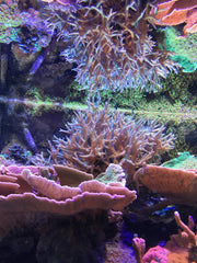 Seachem Vibrant Sea, rendimiento salino estable para acuarios arrecifales y entornos marinos.
