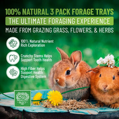 Small Pet Select Forage Tray Flower Mix: variedad aromática para entretenimiento y estimulación mental.