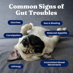 Solid Gold Probiotics para perros, enzimas digestivas que ayudan a descomponer alimentos.