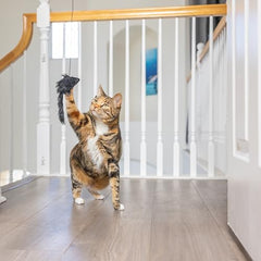 SPOT A-Door-Able juguete interactivo para gatos en acción