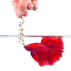 SunGrow Betta Pellets realce de color flotantes para bettas vibrantes.