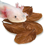 SunGrow Hojas de Almendra India para axolotl, refugio natural y agua más suave.