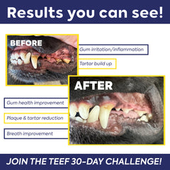 Perro bebiendo agua con Protektin42 para higiene dental diaria.