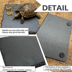 Tazón de alimentación para reptiles 6x6 de Tfwadmx facilita comer sin derrames
