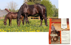 UltraCruz Equine Vitamin E polvo de textura fina para mezclar con alimento.