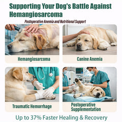 Unikuche Yunnan Sanqi para perros, apoyo ante hemangiosarcoma sangrado