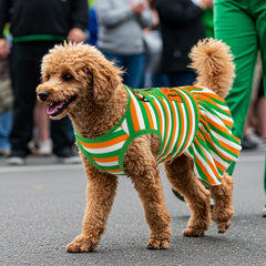 Conjunto Vehomy de dos vestidos para perros, opción versátil para eventos.