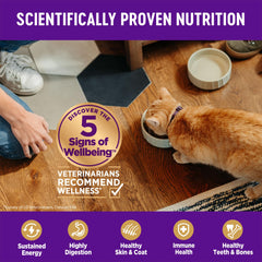Wellness Complete Health Kitten gatito jugando para bienestar general
