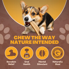 Asta con médula expuesta de WhiteTail Naturals para perros curiosos