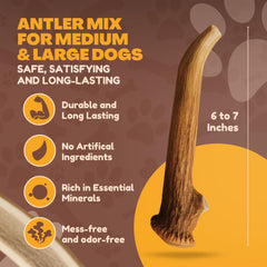 Asta de ciervo WhiteTail Naturals de grado A para mordisqueo seguro y resistente