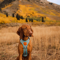 Arnés Wilderdog ligero con tiras reflectantes para visibilidad nocturna.