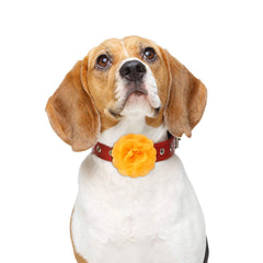 Willbond accesorios para mascotas, flores en collar, cómodo para perros y gatos.