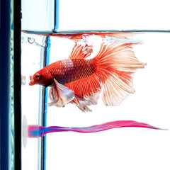 Willbond reposo betta hoja rosa, lugar cómodo para descansar.