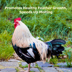 WORMSKING: uso para aves de corral como complemento proteico diario