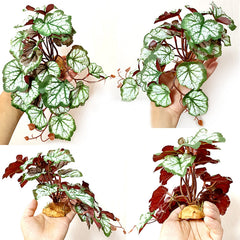 Planta decorativa para reptiles de Woyrise Saxifraga, versátil para hábitats.