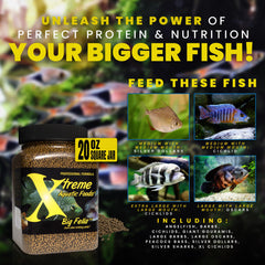 Xtreme Big Fella: peces medianos consumen granulos en acuario comunitario