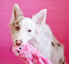 ZippyPaws Gelatina Floja con tentáculos flexibles para juego de tira y afloja.