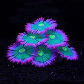 ztohpyo anemona suave iluminacion para acuario mejora la ambientacion