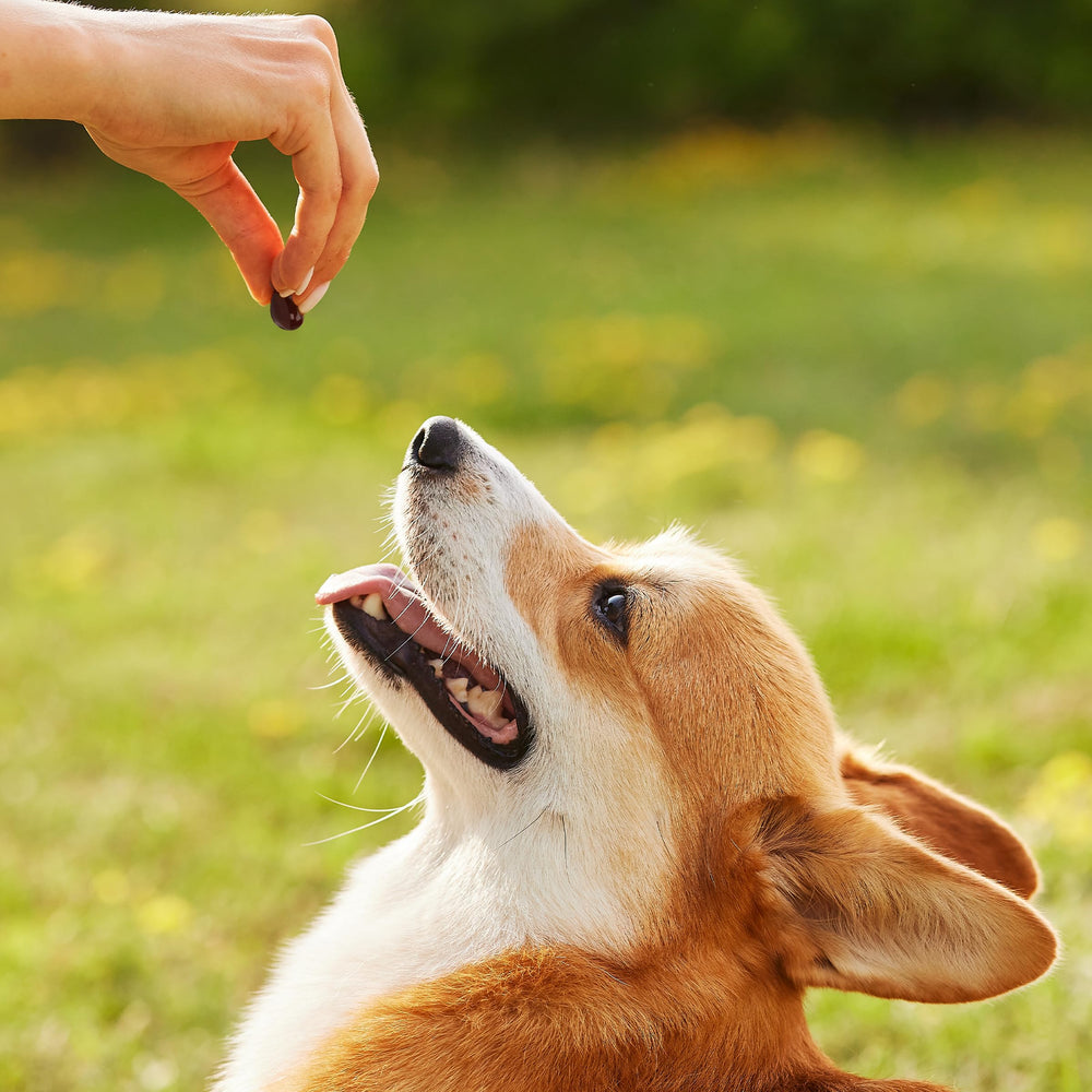 Sonrisa de perro mejorada con 1TDC WorksSoWell y salud bucal.