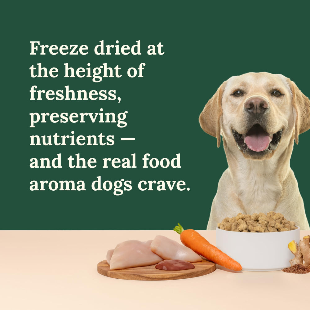 360 Pet Nutrition sin granos ni rellenos, fórmula limpia para perros sensibles.