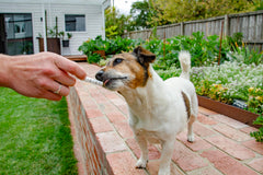 4CYTE Epiitalis Forte: confort articular para perros