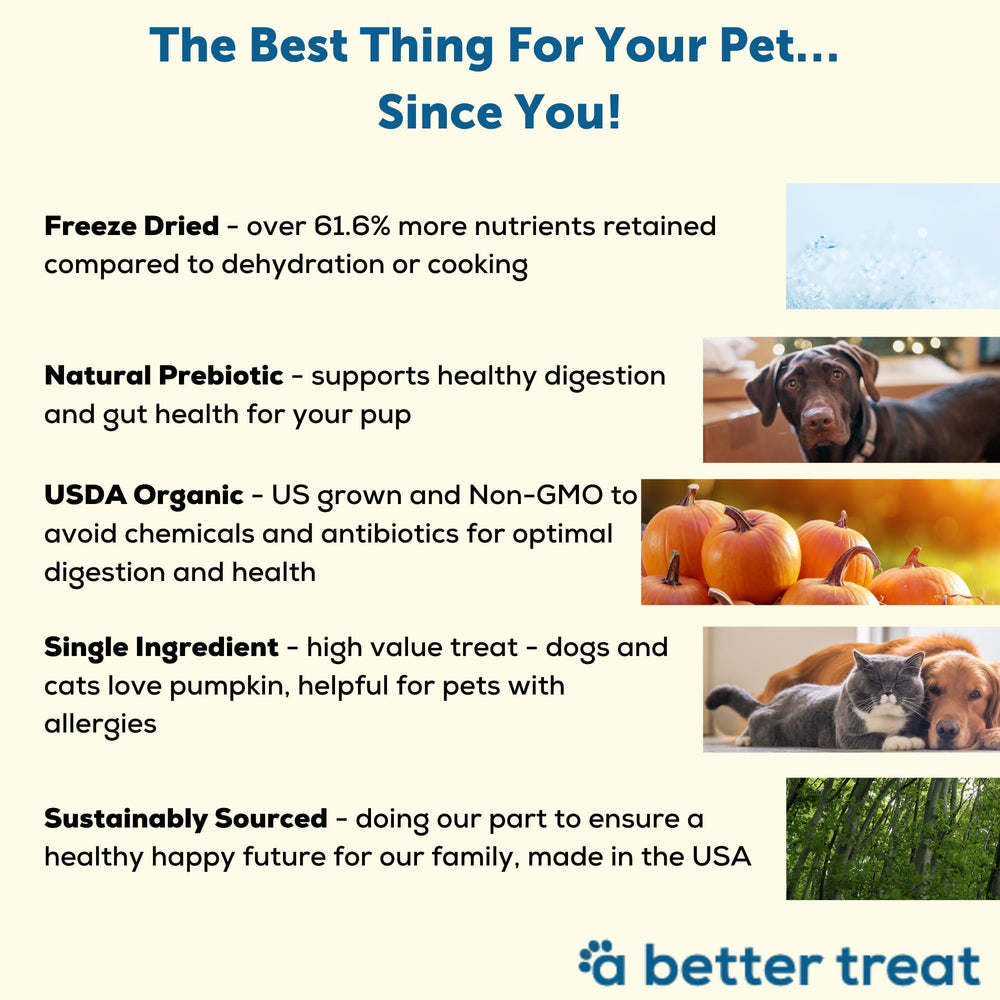 A Better Treat pumpkin training treats ready for quick rewards during training sessions.