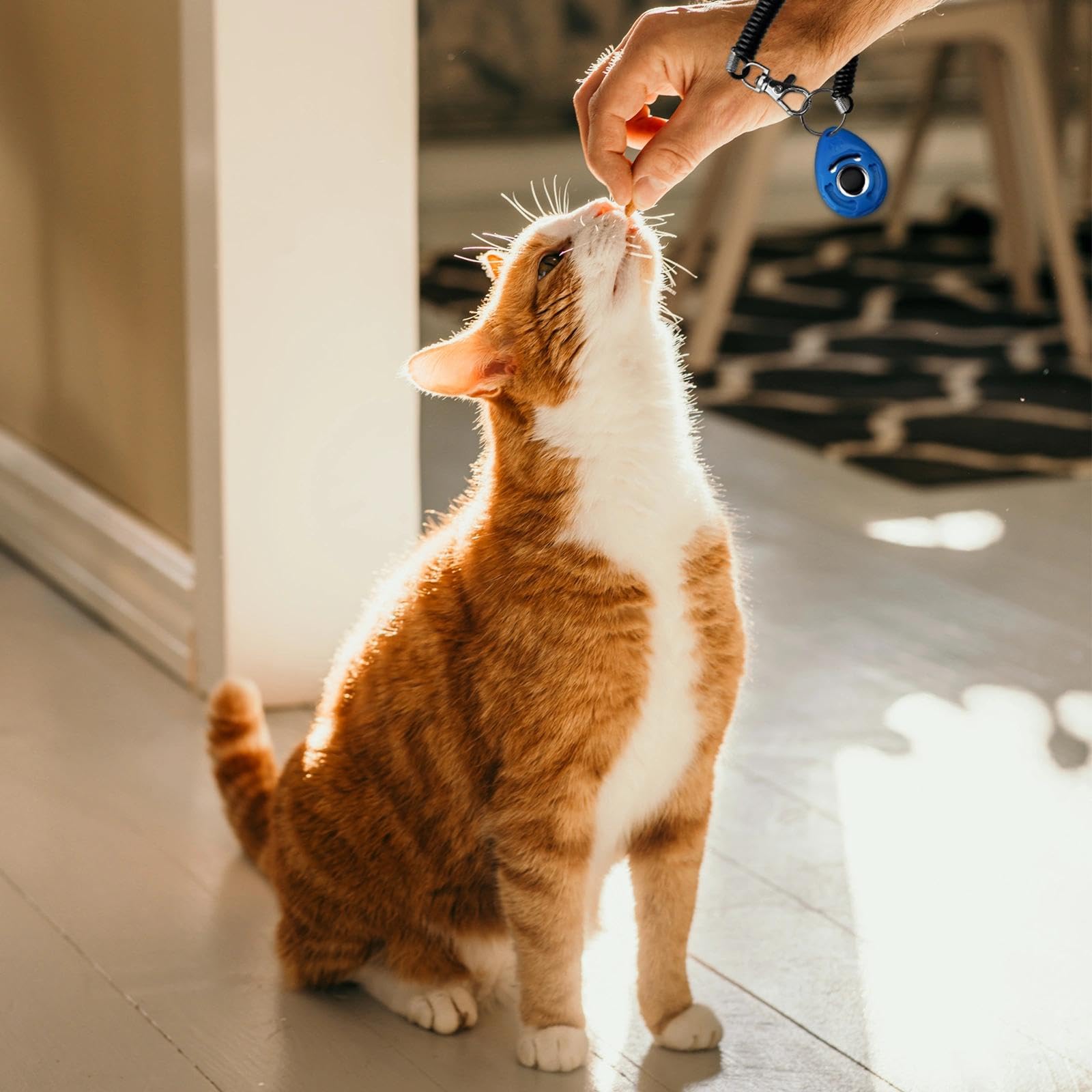 ABSONE clicador para diversas mascotas, refuerzo positivo en casa