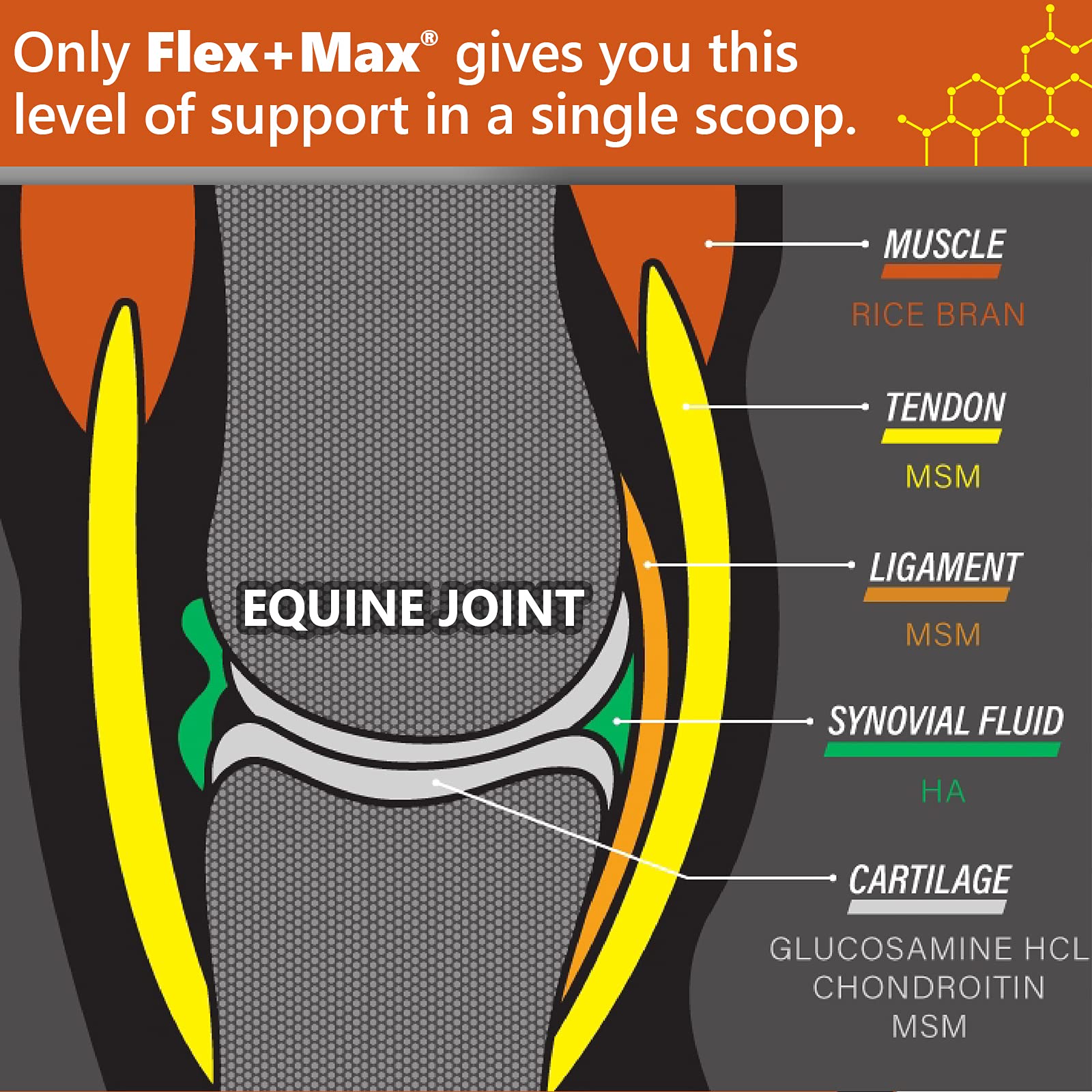 Absorbine Flex+Max: etiqueta de ingredientes que muestra glucosamina y MSM.