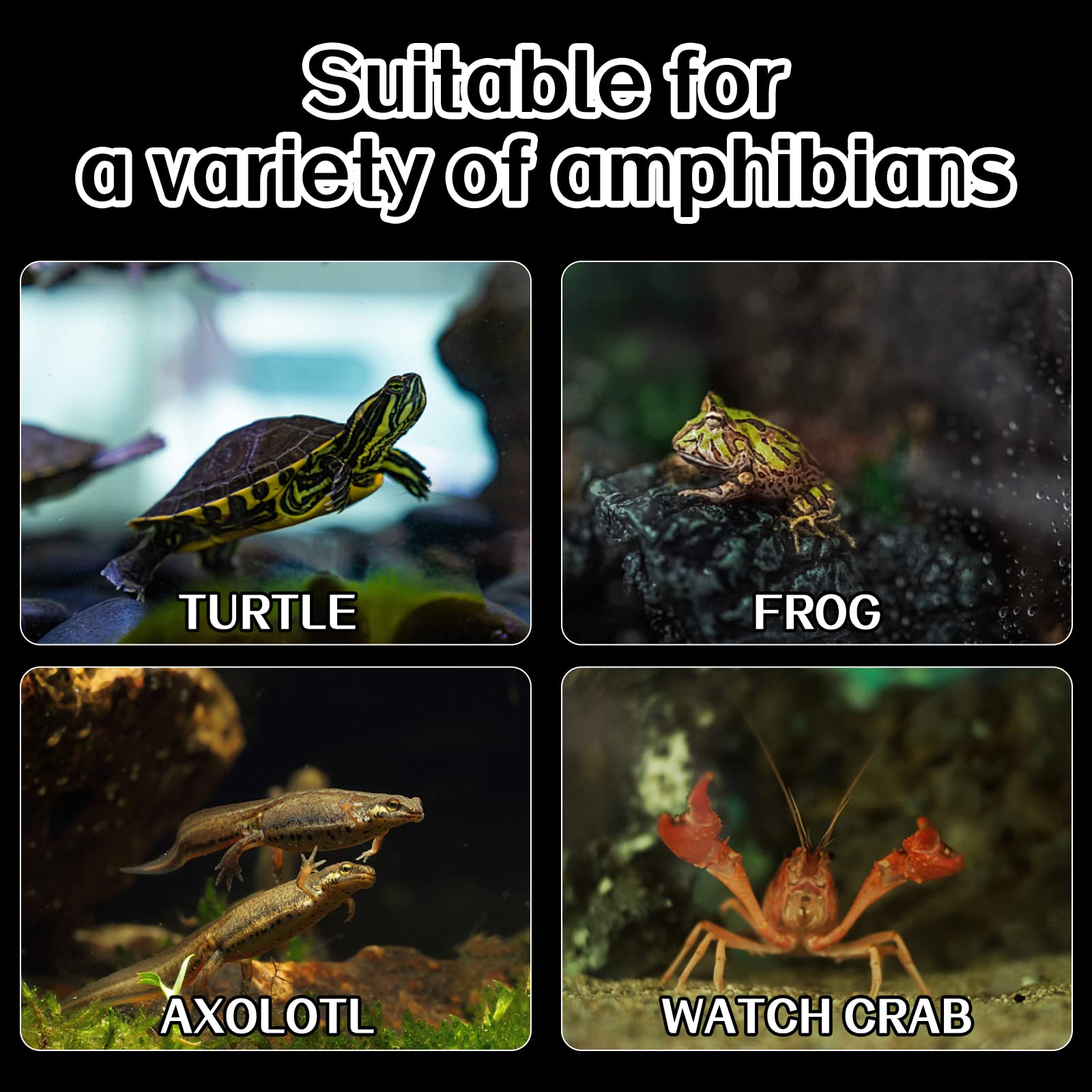 Abustle Pig plataforma-tamanio-grande admite tortugas y reptiles mayores.