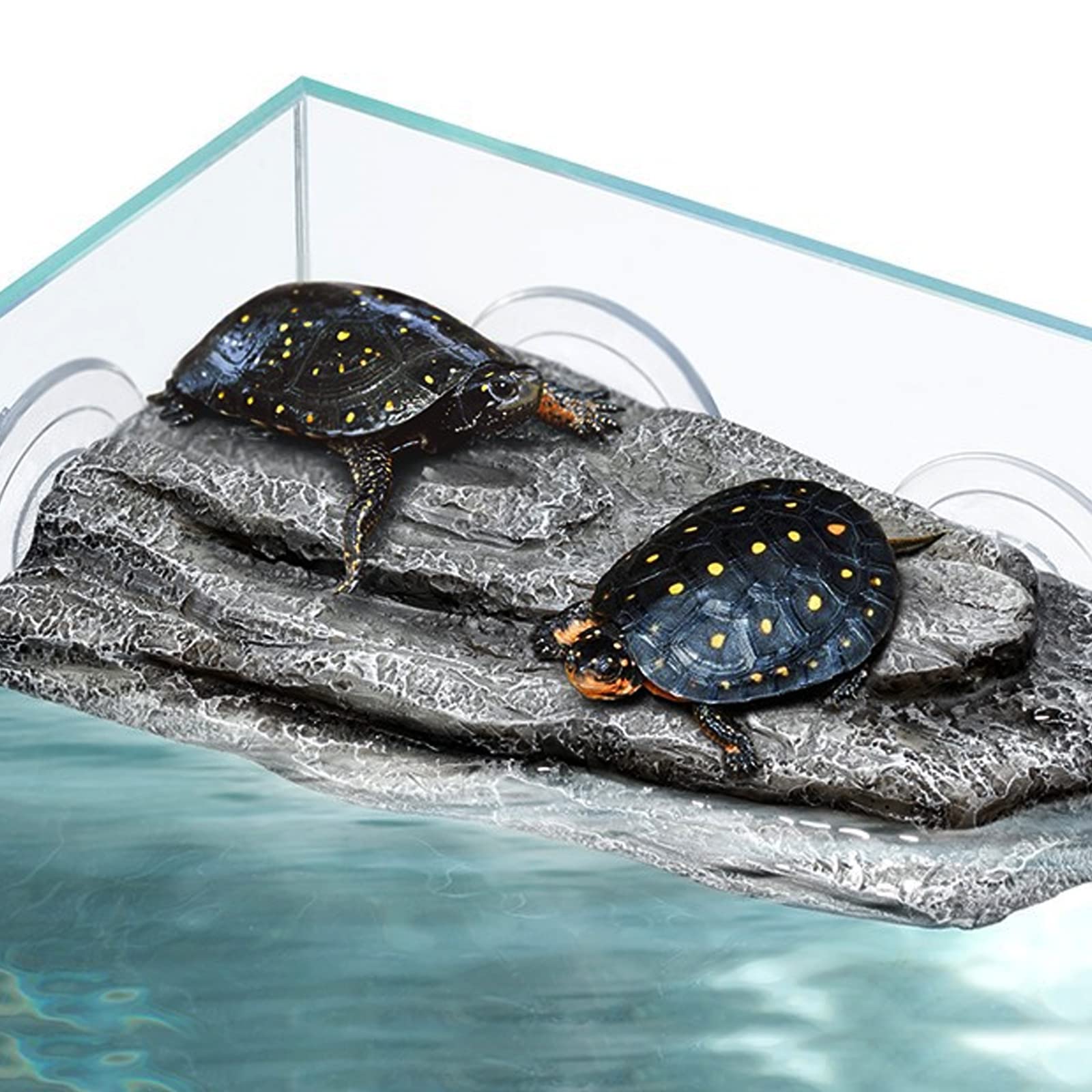 Abustle Pig plataforma-ventosas-trianguladas fija firmemente en el acuario.