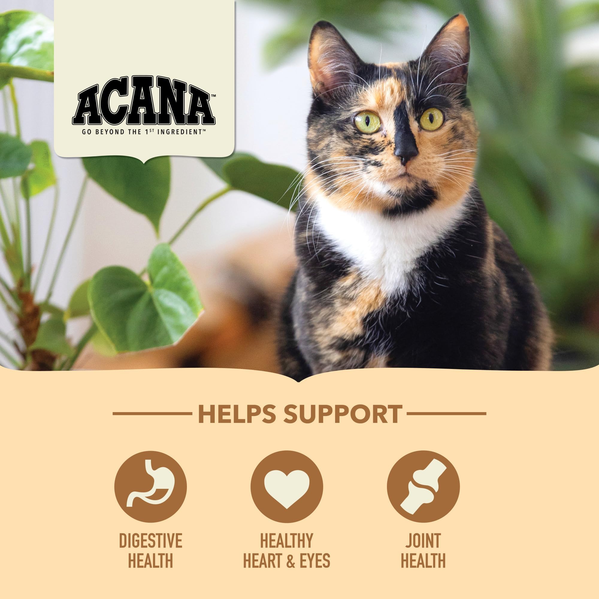 ACANA probióticos para apoyar la salud digestiva de gatos sénior.